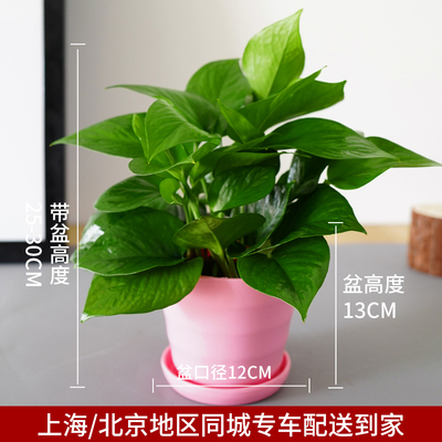 仿瓷螺纹粉色