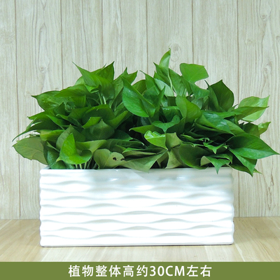 白色长条盆