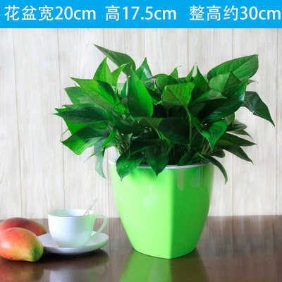 三角绿色蓄水盆