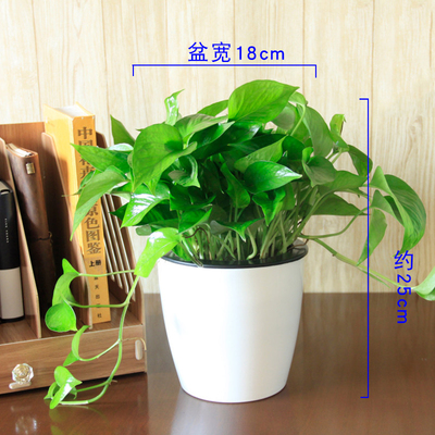 白色光面蓄水大号