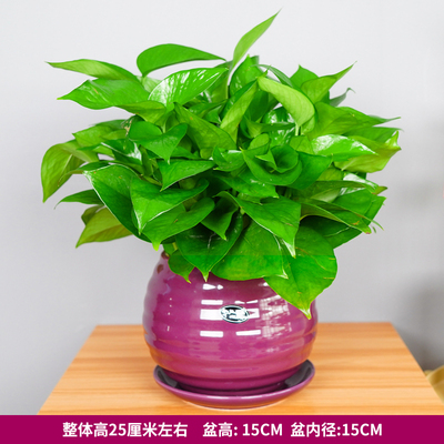 紫色苹果螺纹盆