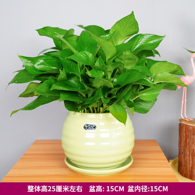 绿色苹果螺纹盆