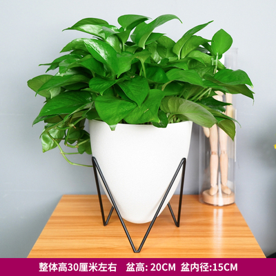 恐龙蛋蓄水白色