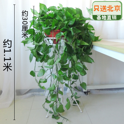 长藤绿萝咖白色铁架