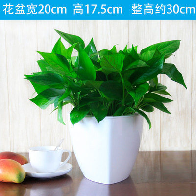 三角白色蓄水盆