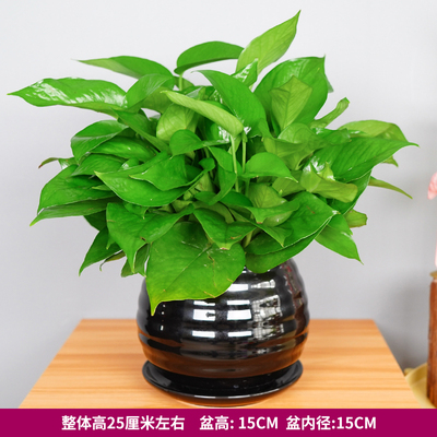 黑色苹果螺纹盆