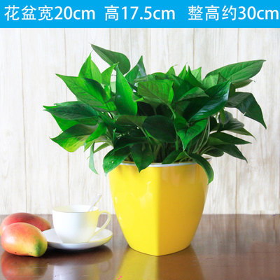 三角黄色蓄水盆