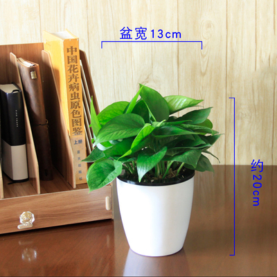 白色光面蓄水小号