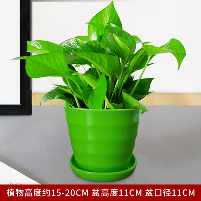 仿瓷螺纹绿色