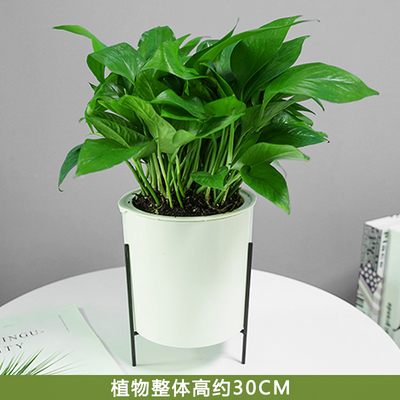 白圆柱含铁架蓄水盆