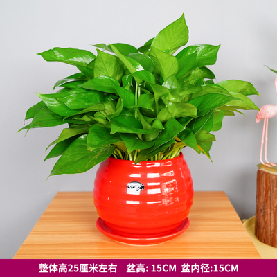 红色苹果螺纹盆