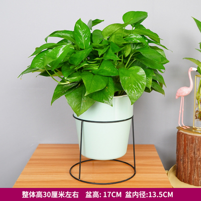 铁架蓄水草绿色