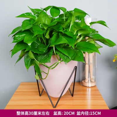 恐龙蛋蓄水粉色