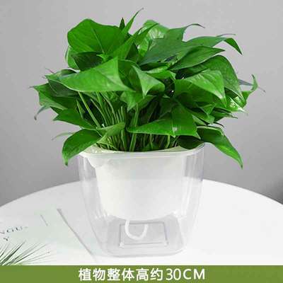 透明蓄水方盆
