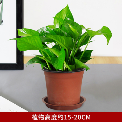 塑料盆