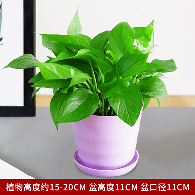 仿瓷螺纹紫色