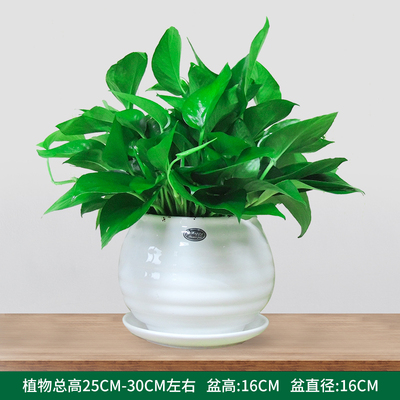 白色苹果螺纹盆