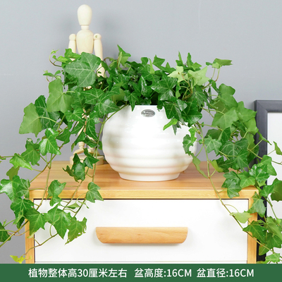 苹果螺纹盆白色