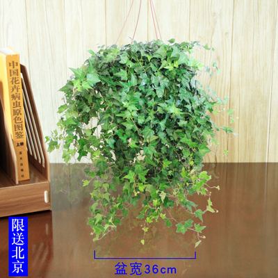 特大号常春藤