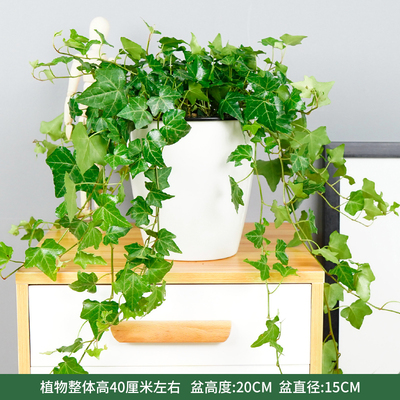 白色蓄水盆