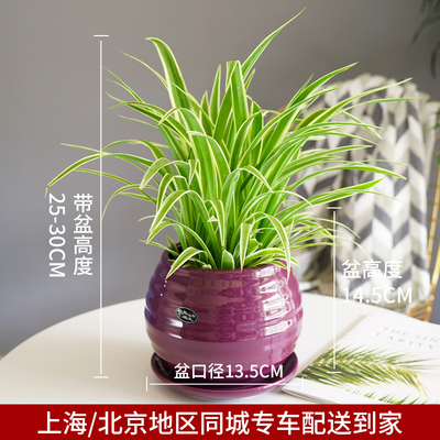 紫色苹果螺纹盆