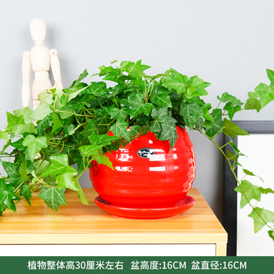 苹果螺纹盆红色
