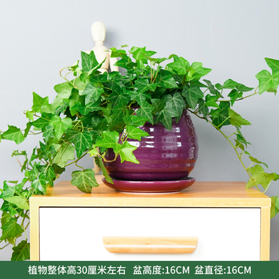 苹果螺纹盆紫色