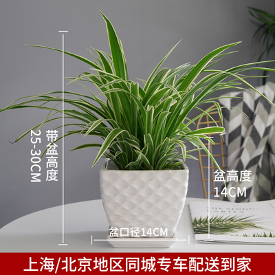 白色波纹盆