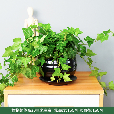 苹果螺纹盆黑色