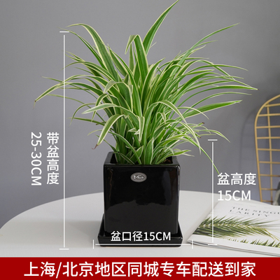 黑色四方盆