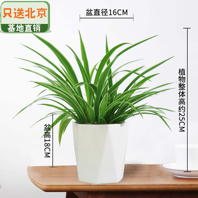 白色多边盆