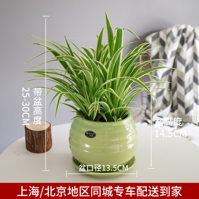 绿色苹果螺纹盆