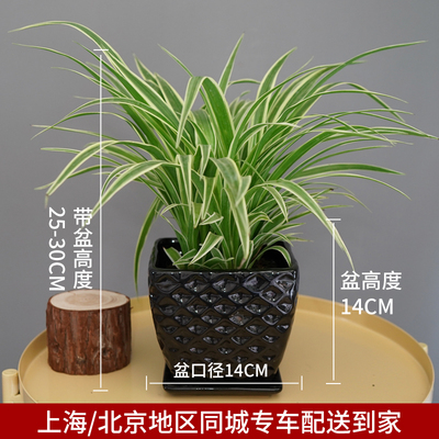 黑色波纹盆