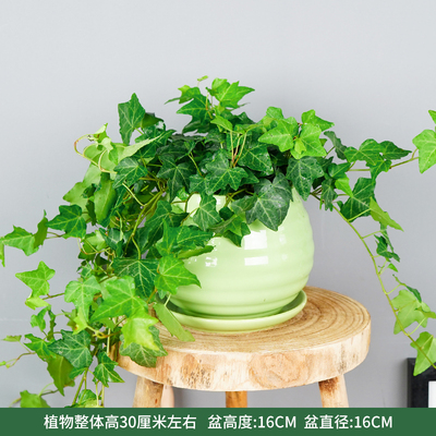 苹果螺纹盆绿色