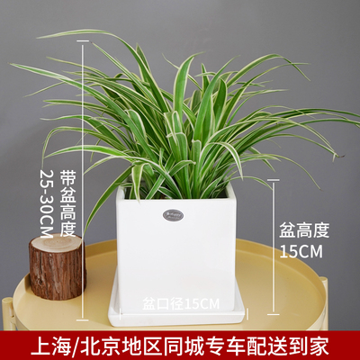 白色四方盆
