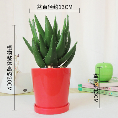 红色光面盆