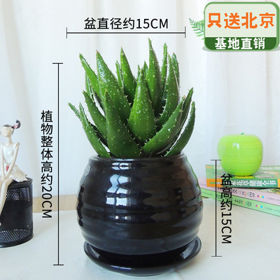 黑色苹果纹螺盆