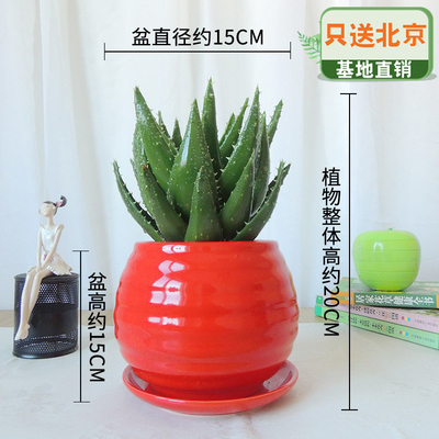 红色苹果纹螺盆