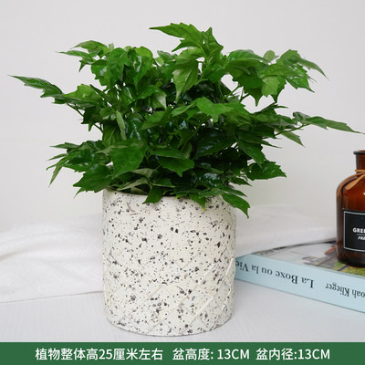 奶黄水泥花纹盆