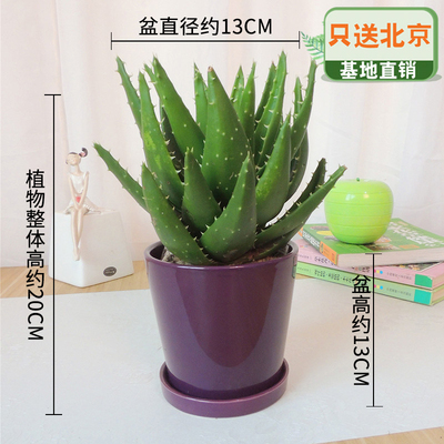 紫色光面盆