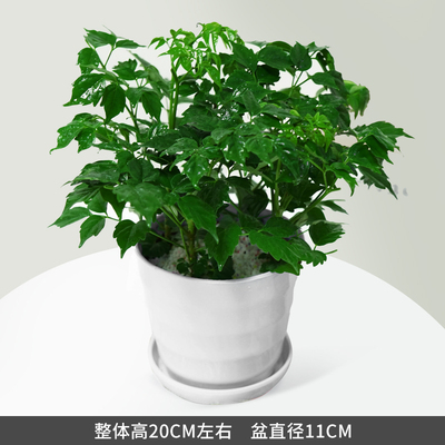 白色仿瓷螺纹盆