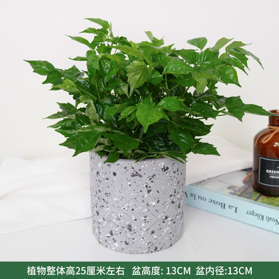 灰色水泥花纹盆