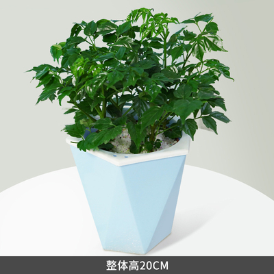 蓝色多边蓄水盆