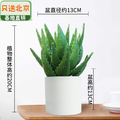 白色笔筒盆