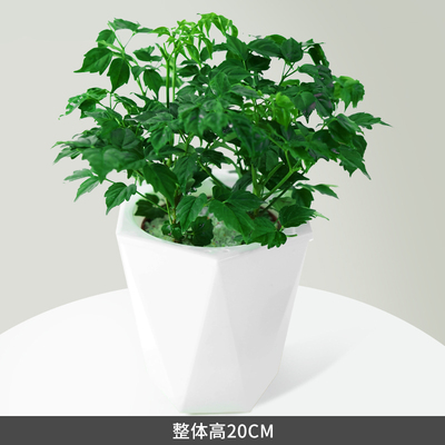 白色多边蓄水盆