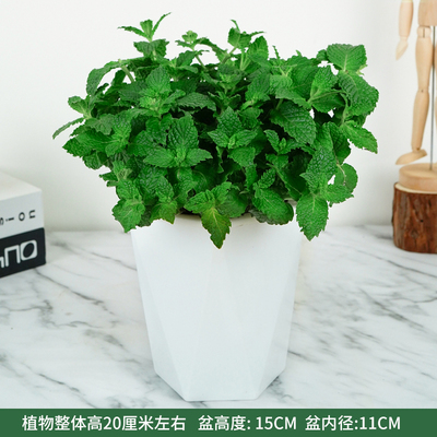 白色多边蓄水盆