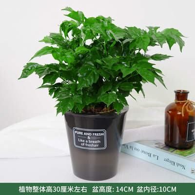 半透黑蓄水盆
