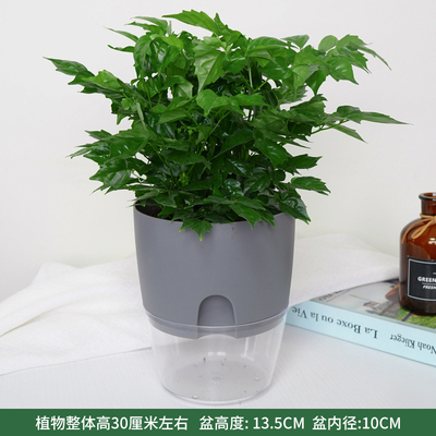 灰色双色蓄水盆