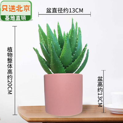 粉色笔筒盆