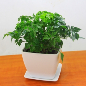 白色仿瓷四方盆